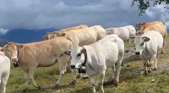 Le mucche scendono dagli alpeggi dopo un’estate fresca e ricca di acqua