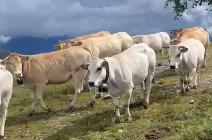 transumanza nicola milani