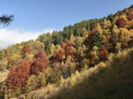 Il fascino del foliage in Valsassina