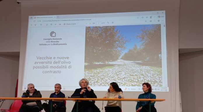 Bellano. “Festa della Molitura” tra nuove avversità e la sfida di una varietà autoctona Festa Molitura Bellano