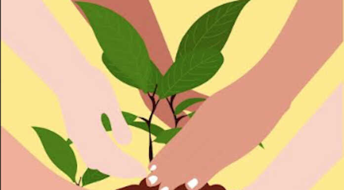 Casatenovo: dodici nuove piante a scuola per la giornata dell’albero