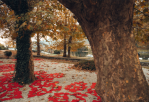 Lecco si tinge di rosso: le installazioni di Bernava verso la riapertura del Teatro Lecco si veste di rosso