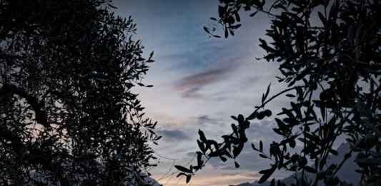 “Custodi della terra”. A Bellano il cortometraggio sulle colline, i muri e le colture locali