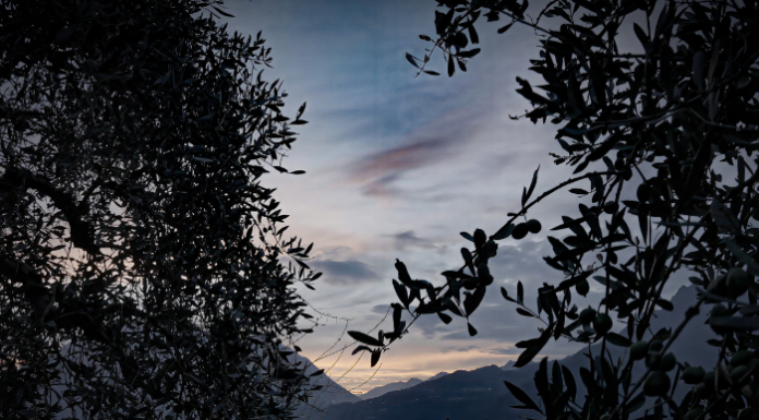 “Custodi della terra”. A Bellano il cortometraggio sulle colline, i muri e le colture locali