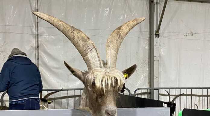 Successo a Casargo per la 34^ Mostra della Capra Orobica