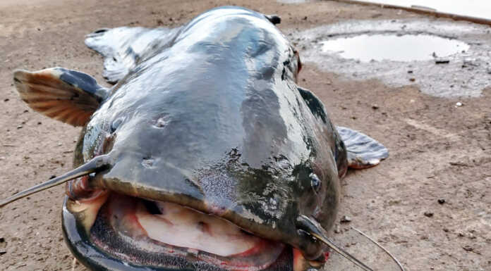 Parco Valle del Lambro in prima linea per il contenimento del pesce siluro