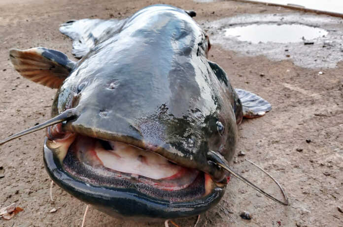 Pesce siluro catturato ad Alserio lo scorso mese di ottobre