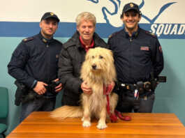 Vagava spaventato per le strade della città, due poliziotti salvano il cane Panino