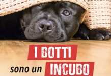 “No ai botti” di Capodanno: l’incubo dei decibel che terrorizza gli animali