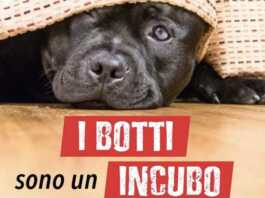 “No ai botti” di Capodanno: l’incubo dei decibel che terrorizza gli animali
