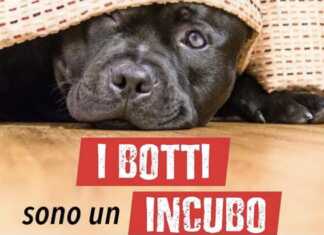 “No ai botti” di Capodanno: l’incubo dei decibel che terrorizza gli animali