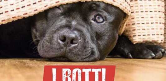 “No ai botti” di Capodanno: l’incubo dei decibel che terrorizza gli animali