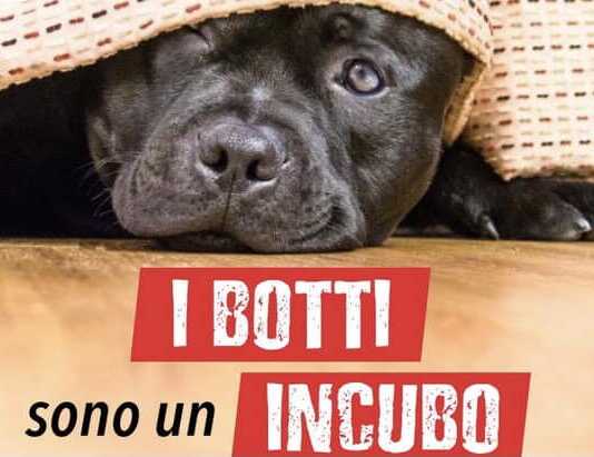 “No ai botti” di Capodanno: l’incubo dei decibel che terrorizza gli animali