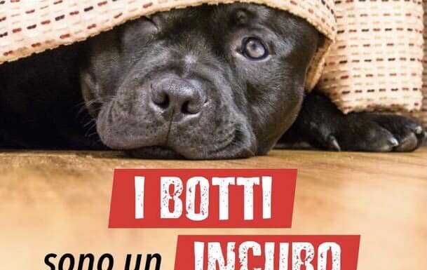 “No ai botti” di Capodanno: l’incubo dei decibel che terrorizza gli animali