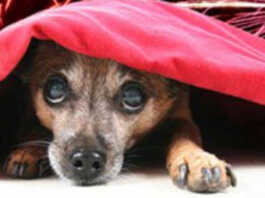 Botti di Capodanno: come tutelare gli animali domestici