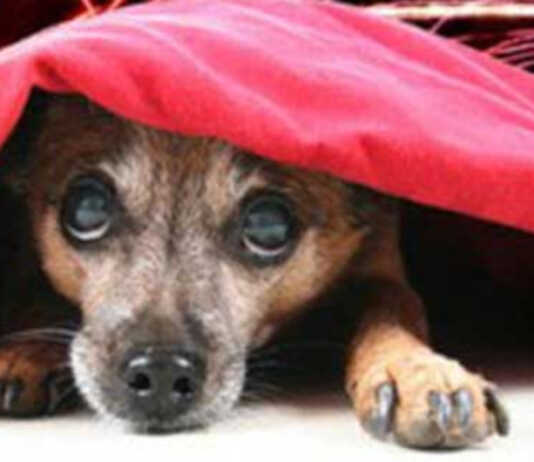 Botti di Capodanno: come tutelare gli animali domestici