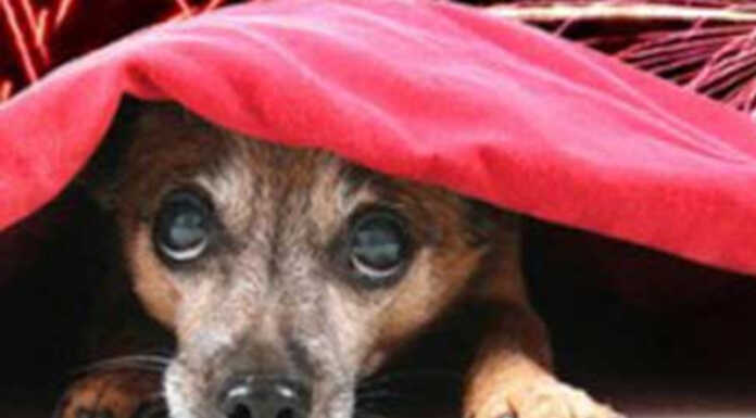 Botti di Capodanno: come tutelare gli animali domestici