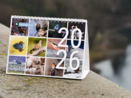 Parco Adda Nord: in arrivo due calendari dedicati all’avifauna locale