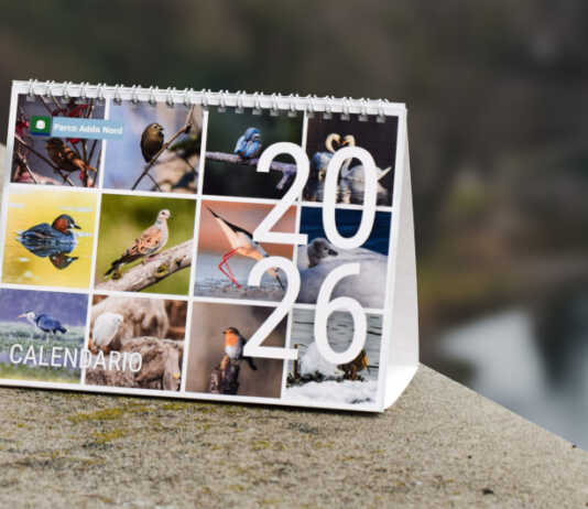 Parco Adda Nord: in arrivo due calendari dedicati all’avifauna locale