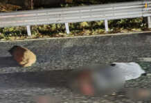 L’allarme di Coldiretti Como-Lecco: “Agricoltori e automobilisti ostaggio dei cinghiali”