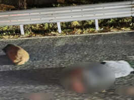 Incidente sulla SS36 nella serata di domenica, auto investe un branco di cinghiali