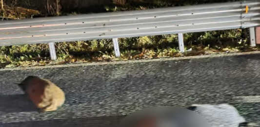 Incidente sulla SS36 nella serata di domenica, auto investe un branco di cinghiali