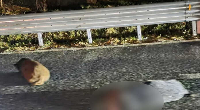 Incidente sulla SS36 nella serata di domenica, auto investe un branco di cinghiali