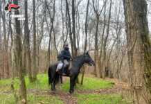 Carabinieri a cavallo contro lo spaccio, passati al setaccio i boschi di Nibionno