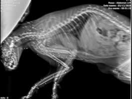 Airuno. Sparano ad un gatto e lo accecano: “Orrore ad Aizurro”