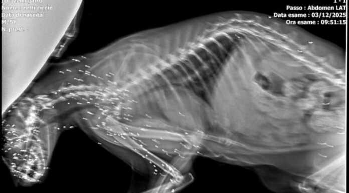 Airuno. Sparano ad un gatto e lo accecano: “Orrore ad Aizurro”