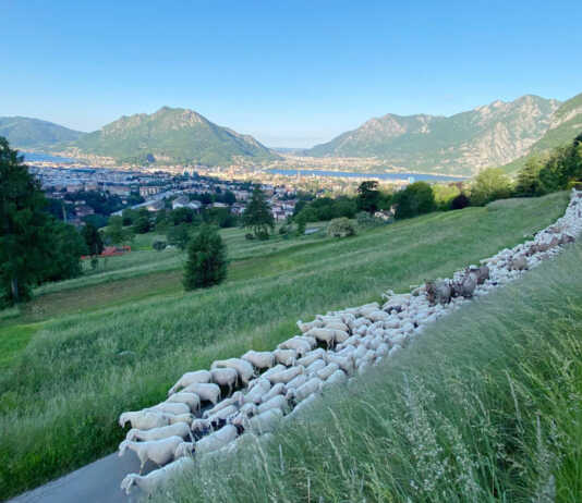 Cemento a Cavagna, Italia Nostra: “Perché dar spazio a questa ‘cattiva coscienza’? A vantaggio di chi?”