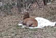 Terrorizzato dai botti, Cervo salvato e liberato nei boschi di Valgreghentino