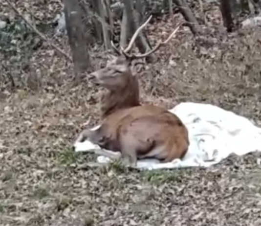 Terrorizzato dai botti, Cervo salvato e liberato nei boschi di Valgreghentino