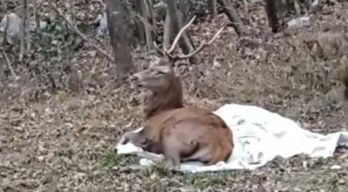 Terrorizzato dai botti, Cervo salvato e liberato nei boschi di Valgreghentino