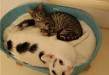 Gattina gettata nella campana del vetro, oggi Glass è cresciuta e sta benissimo Glass gattina perledo osnago gennaio 2026