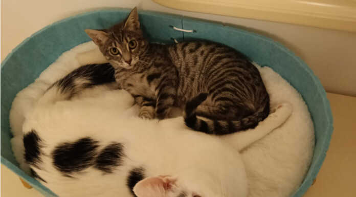 Gattina gettata nella campana del vetro, oggi Glass è cresciuta e sta benissimo Glass gattina perledo osnago gennaio 2026