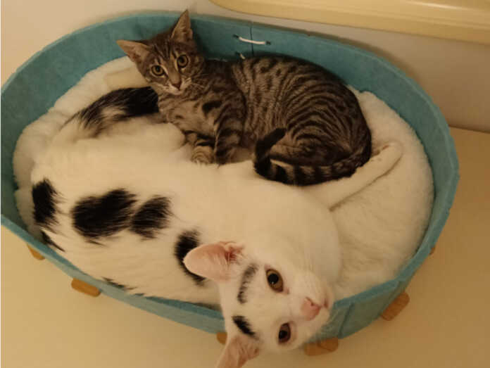 Glass gattina perledo osnago gennaio 2026