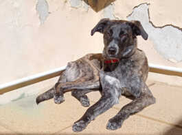 Le chiedono soldi per riavere il cane, ma Sophie viene ritrovata grazie a un’ondata di solidarietà