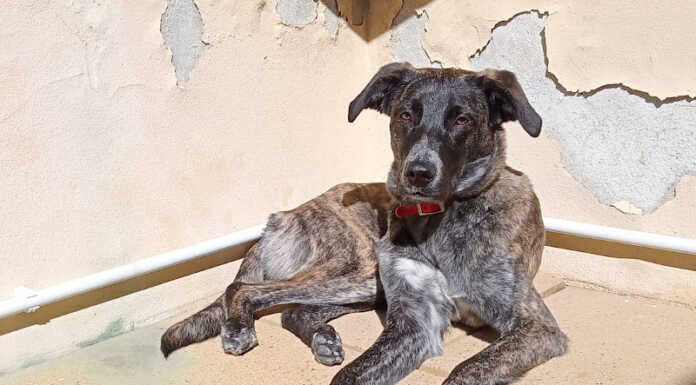 Le chiedono soldi per riavere il cane, ma Sophie viene ritrovata grazie a un’ondata di solidarietà