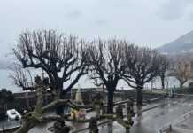 Bellano. Alberi pericolosi: via 18 piante, tra cui tre ippocastani storici ippocastani bellano gennaio 2026