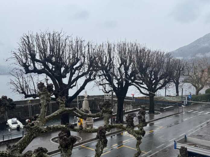 ippocastani bellano 2026 ippocastani bellano gennaio 2026