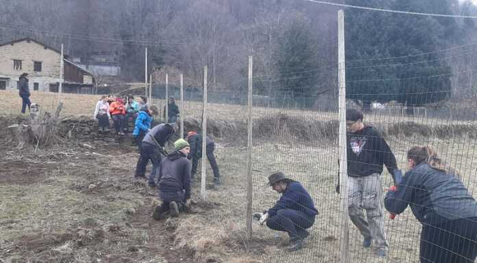 Da un terreno abbandonato nascerà un vigneto a Vendrogno vendrogno-vigneto-recupero-terreno-abbandonato-radici-marco-polo-studenti