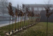 Merate, finanziati nuovi interventi di forestazione per una città più verde