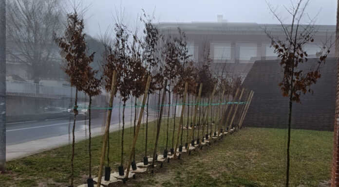 Merate, finanziati nuovi interventi di forestazione per una città più verde