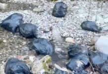 Scaricati oltre 20 sacchi d’immondizia nel Pioverna: sfregio ambientale in Valsassina sacchi neri letto alveo torrente pioverna febbraio 2026