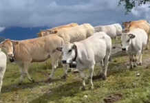 Agricoltura di montagna: quasi 90mila euro a Casargo per riqualificare l’Alpe Chiaretto