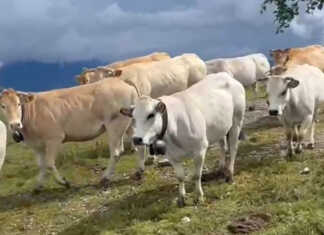 Agricoltura di montagna: quasi 90mila euro a Casargo per riqualificare l’Alpe Chiaretto