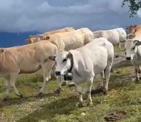 Agricoltura di montagna: quasi 90mila euro a Casargo per riqualificare l’Alpe Chiaretto